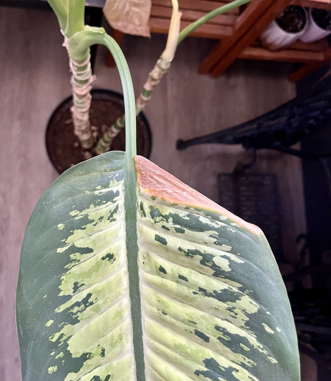 Difenbachie žloutnutí listů